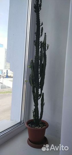 Молочай трехгранный