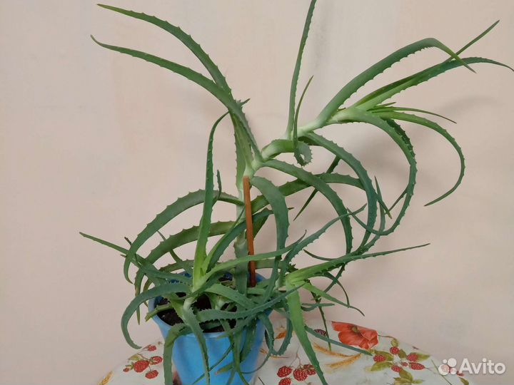 Алоэ лечебный