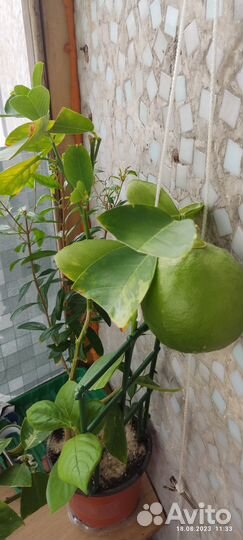 Комнатные растения(цитрусовые)