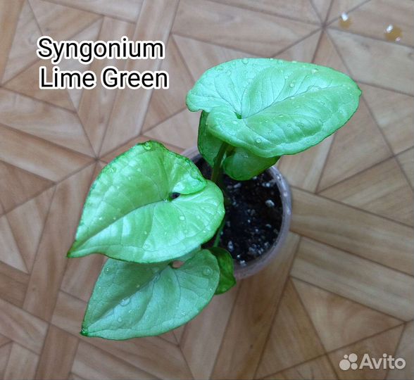 Сингониумы коллекционные #2