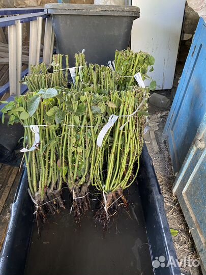 Саженцы роз