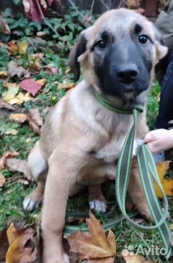 Малышки в поисках дома