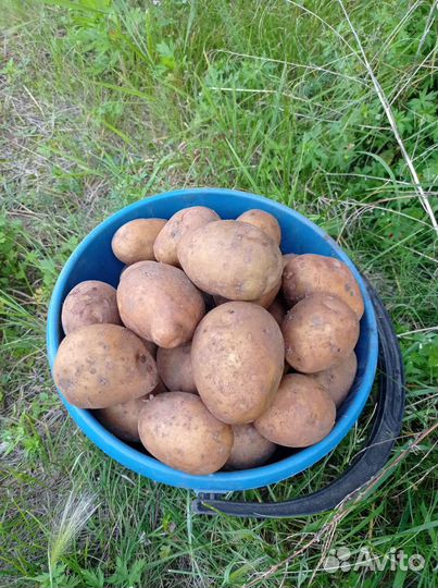 Продам картофель