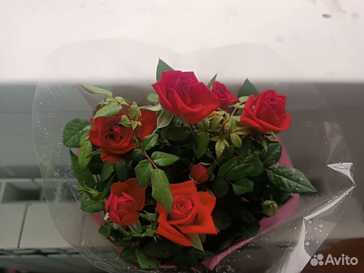 Роза кардана