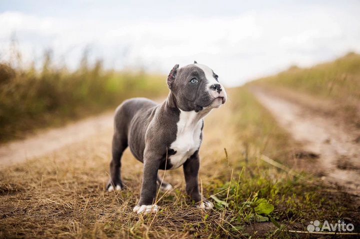 Американский булли девочка