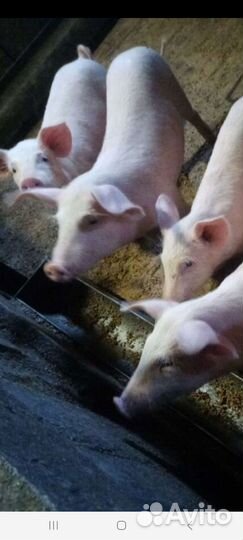 Поросята- Хрячки на племя