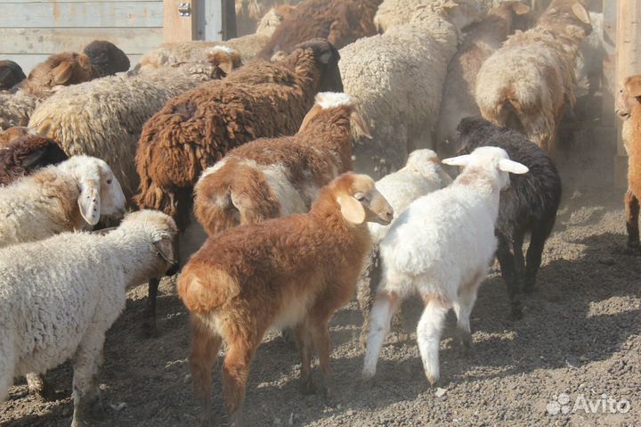 Бараны породистые Эдельбаевские