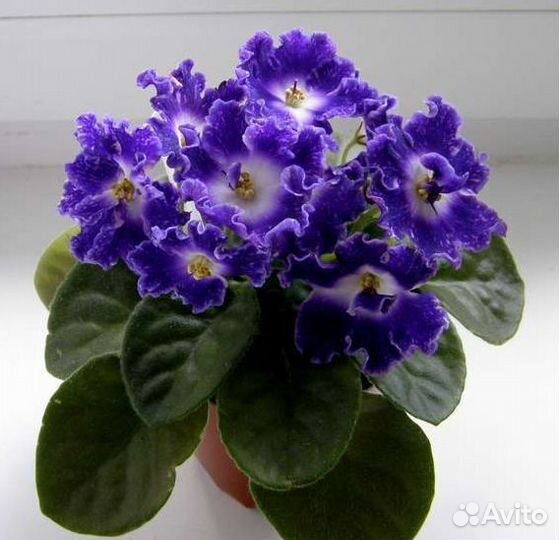 Фиалки (набор, 3шт.)