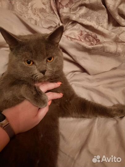 Британские котята