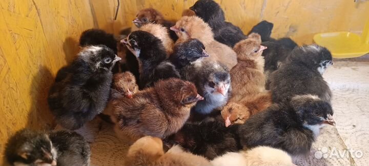 Продам суточных и подрощенных цыплят