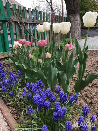 Луковицы мускариков