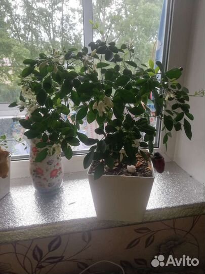 Домашние цветы