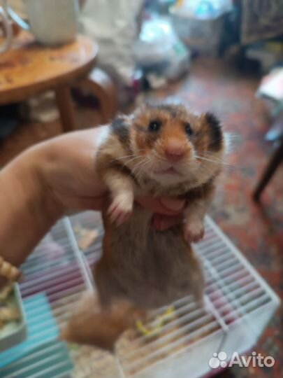 Сирийский хомяки мальчишки