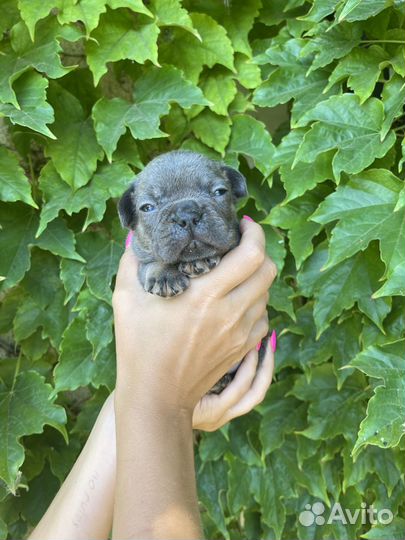 Французский бульдог