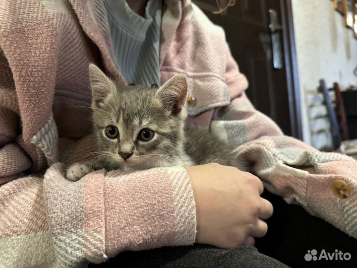 Котёночек в добрые руки