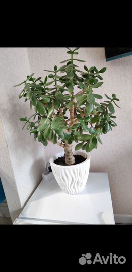 Бенджамина