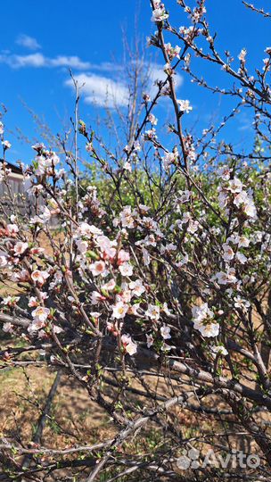 Саженцы плодовых деревьев
