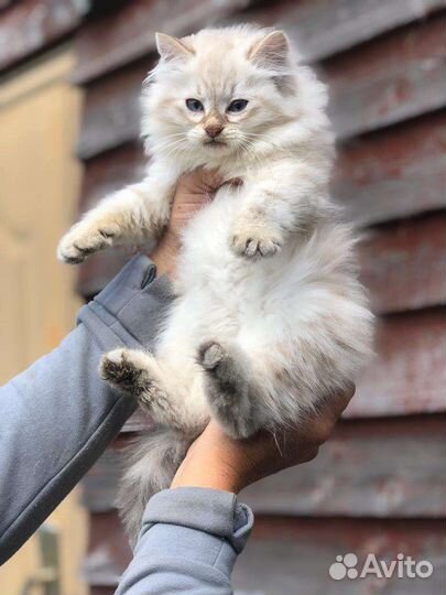 Невская маскарадная