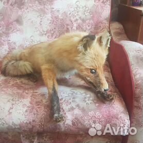 Создательница чучела лисы, известного как «Упоротый лис», проведет в Петербурге мастер-класс