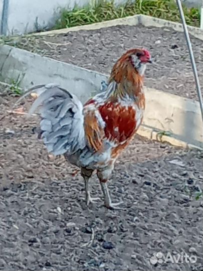 Молодые петухи