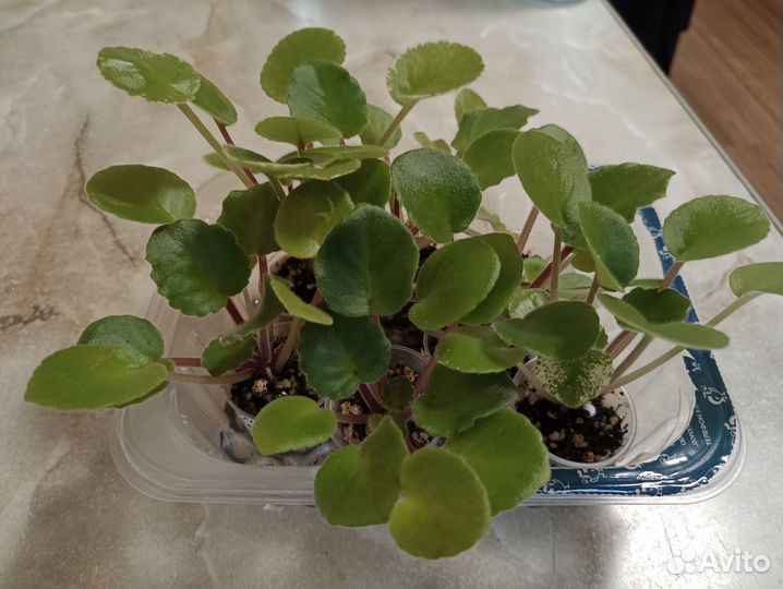 Фиалки сортовые