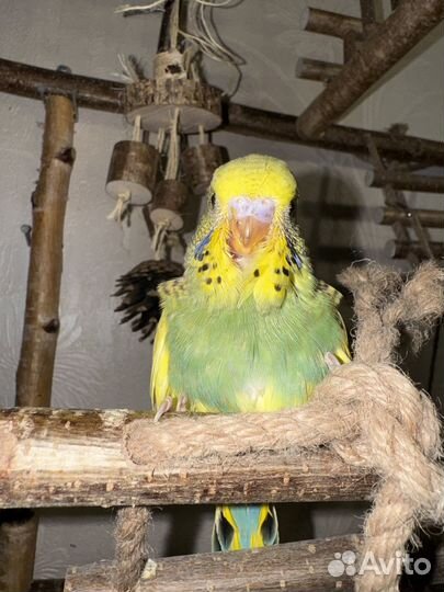 Птенцы Выставочного Волнистого попугая чех