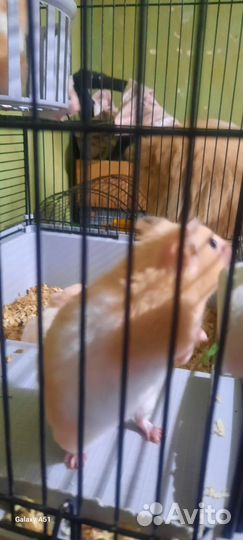 Сирийские хомячки