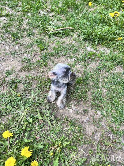 Собака йоркширский терьер мини