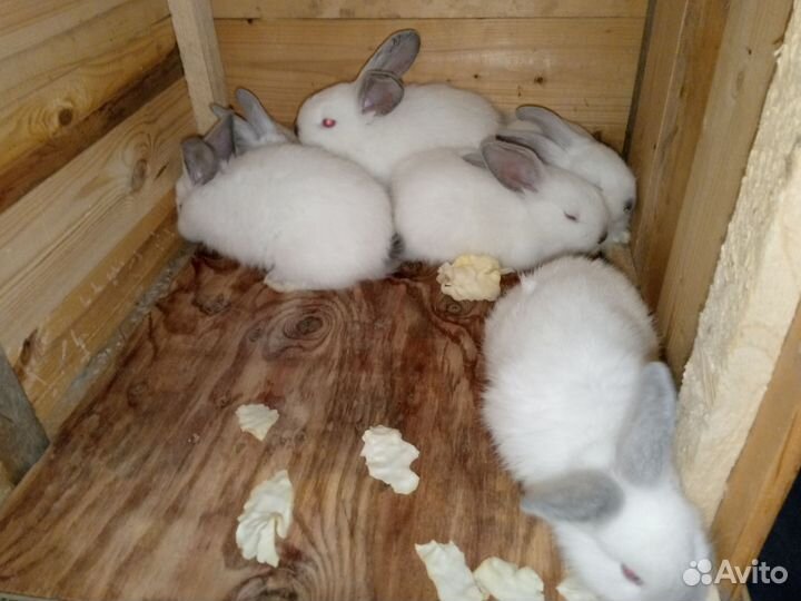 Крольчата