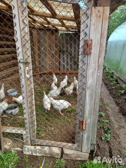 Куры несушки