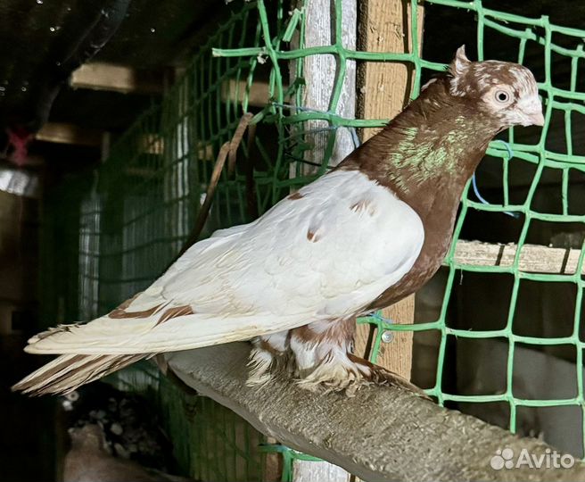 Андижанские голуби