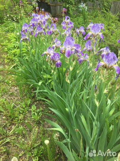 Гортензия кустовая белая, ирисы сортовые