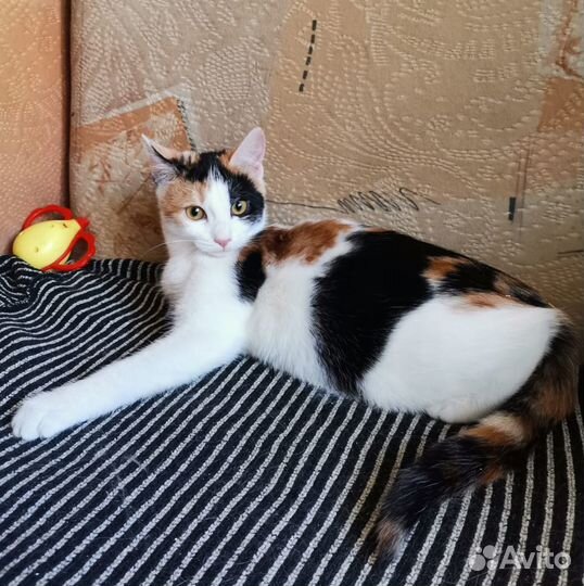 Ева ищет дом