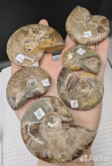 Аммонит Окаменелости с ярким перламутром