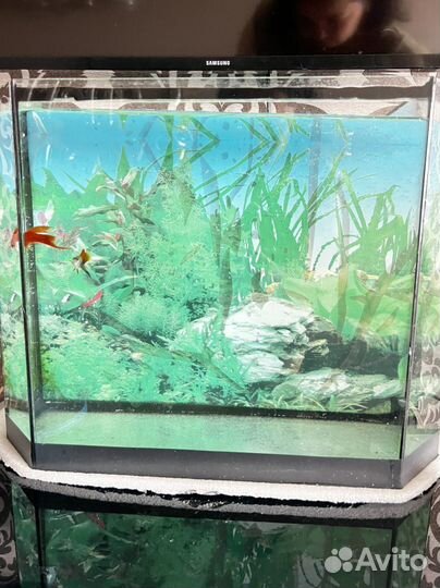Аквариум