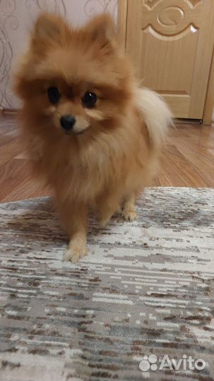 Померанский шпиц мини