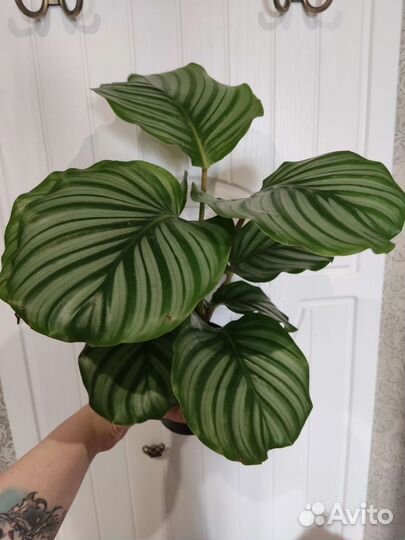 Калатея орбифолия/лансифолия