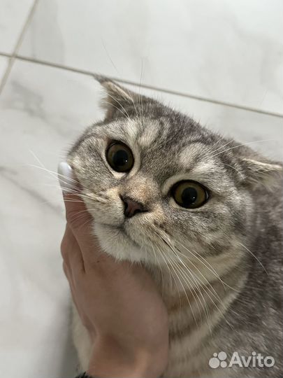 Шотландский вислоухий кот на вязку