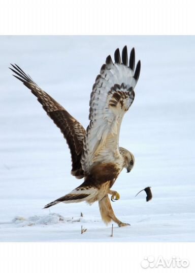 Перья хищной птицы