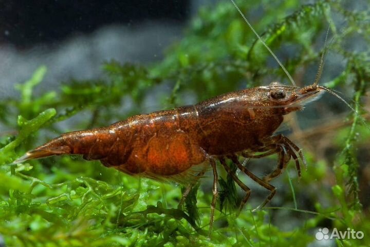 Креветки (разные цвета), гуппи, сомы