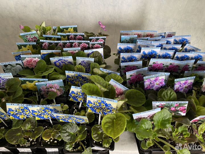 Магазин фиалок «фиалка на волге»