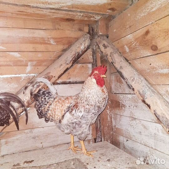 Молодые петухи