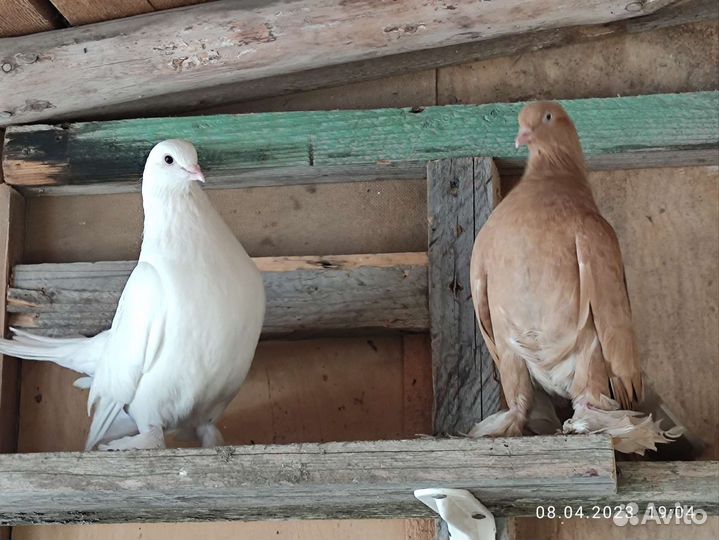 Статные голуби