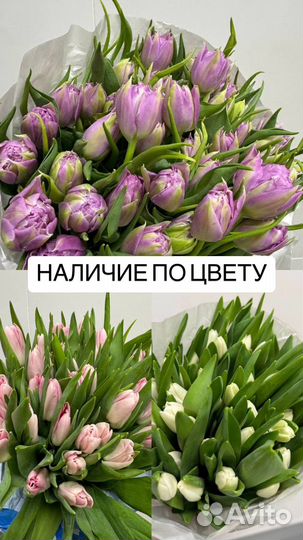 Свежые тюльпаны