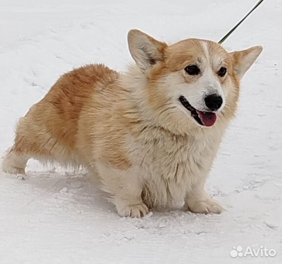 Вельш-корги пемброк