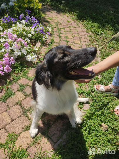 Анфиса собака-терапевт