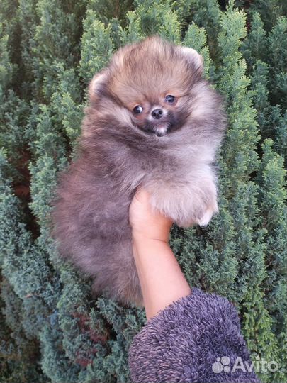 Мини Крош мальчик Померанский шпиц