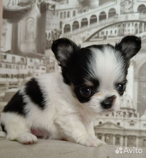 Щенки чихуахуа мини