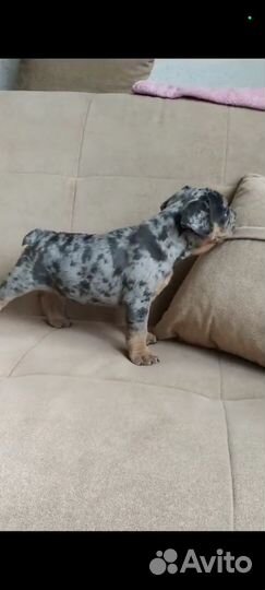 Французский бульдог мальчик