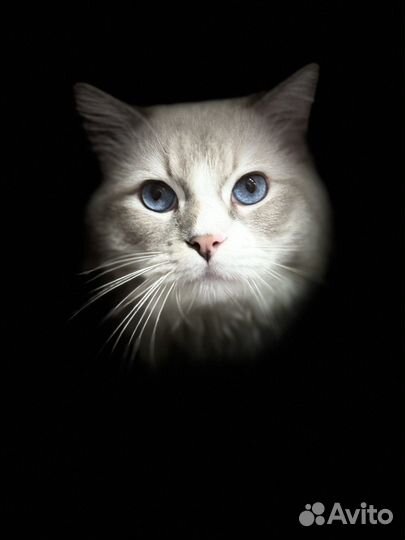 Кот Рэгдолл